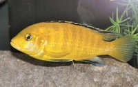 Fish Electric Yellow Cichlid