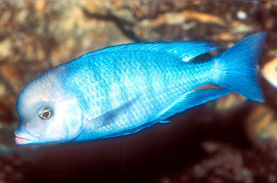 Fish Blue Moorii 