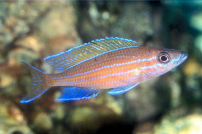 Fish Blue Neon Cichlid