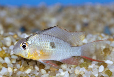 Fish Bolivian Ram
