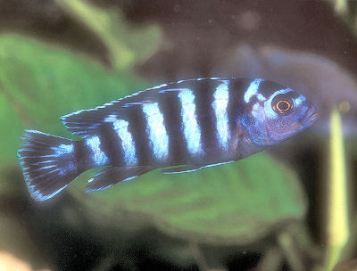 Aquarium Fresh Water Fish