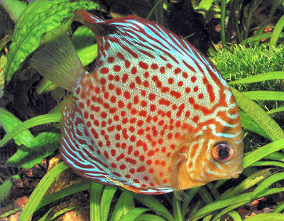 Fish Green Discus