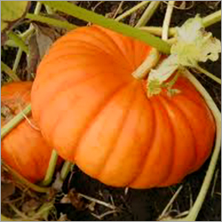 Fresh Pumpkin