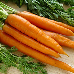 Fresh Carrot