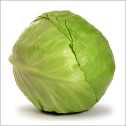 Fresh Cabbage