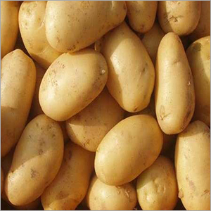 Fresh Farm Potato