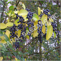 Hedge Seeds Hedge Seeds
