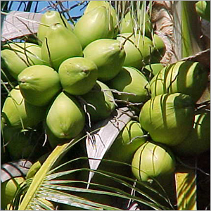Fresh Green Coconut