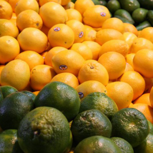 Fresh Vegetables