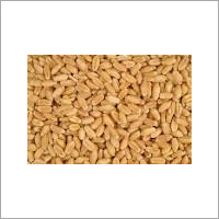 Whole Wheat