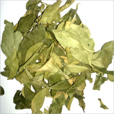 Curry Leaves