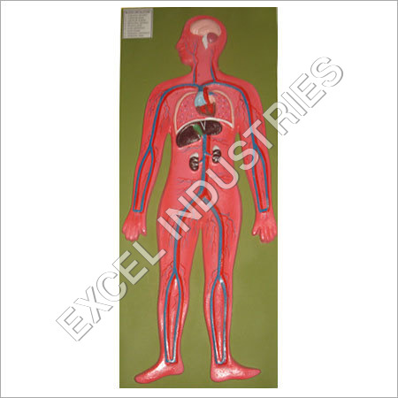 Medical Education Model