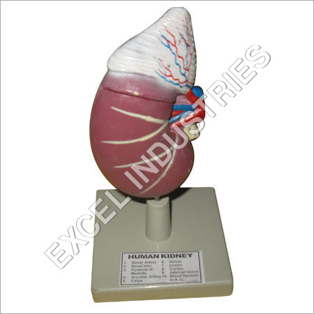 Human Kidney model