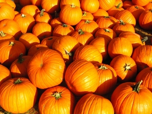Yellow Pumpkin