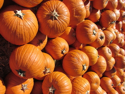Fresh Pumpkins