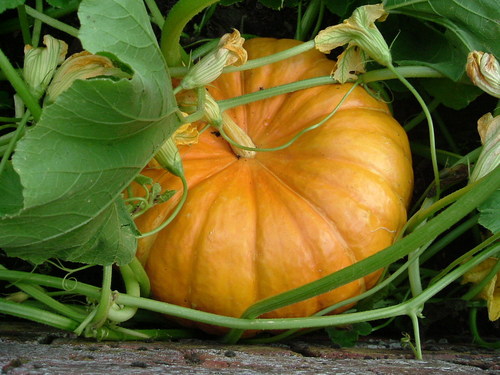 Indian Pumpkins