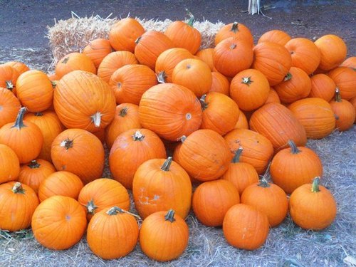 Organic Pumpkins