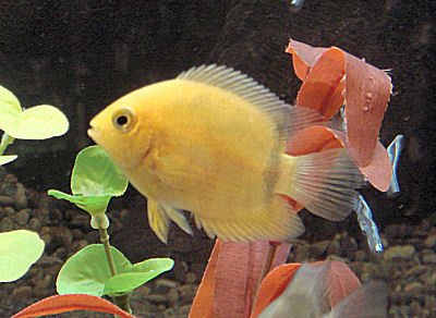 Fish Maulana Bicolor Peacock - Blue and Yellow, Meaty Diet | Easy Care, Vibrant Colors, Active Swimmer, Hardy Fish