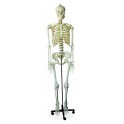 Human Skeleton Life - Size (Tall 180cm)