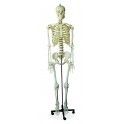 Human Skeleton Life - Size (Tall 180cm)