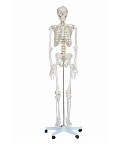 Human Skeleton