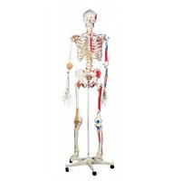 Human Skeleton with Nerves & Blood Vessels (Tall 85cm)
