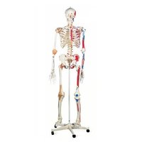 Human Skeleton with Nerves  Blood Vessels Tall 85cm