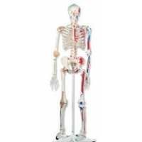 Vida de esqueleto humana - tamanho (170cm altos)