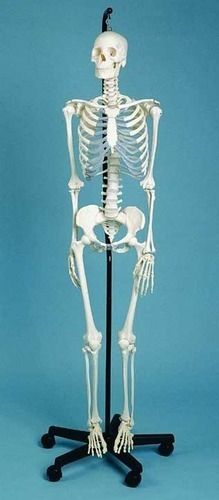 White Male Skeleton Model (Tall 42cm)