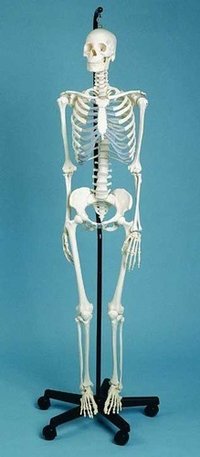 Modelo de esqueleto masculino (42cm altos)