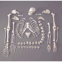 Disarticulated Human Skeleton (200 Bones)