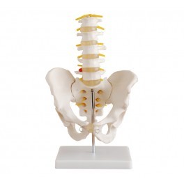 Pelvis with 5pcs Lumber Vertebrae