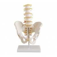 Modelos humanos do Spine