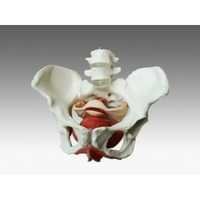 Human Spine Models