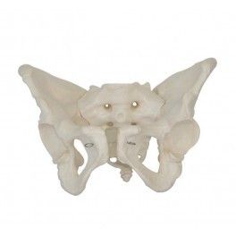 Adult Female Pelvis