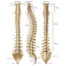 Human Thoracic Spinal Column