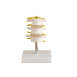 CERVICAL SPINE WITH NECK ARTERY