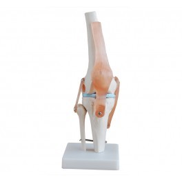 Knee Joint Life Size