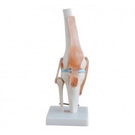 Knee Joint Life Size