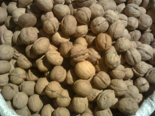 Walnut (Akhroot)