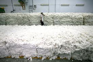 Raw Cotton