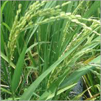 Farm Paddy
