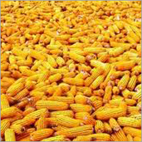 Yellow Maize