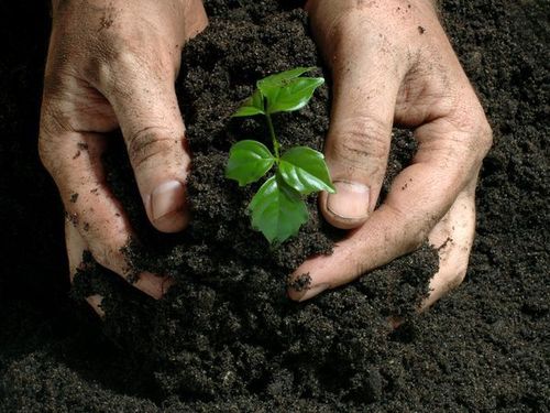 Organic Fertilizer