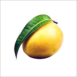 Indian Mangoes