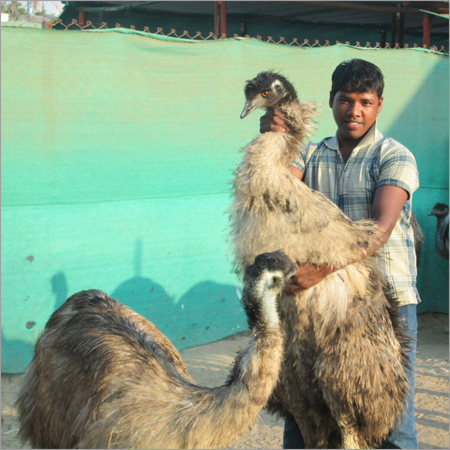 Emu Birds Training