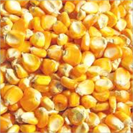 Organic Maize