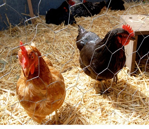 Chicken Wire Mesh - Application: Food Industry