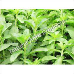 Stevia Products