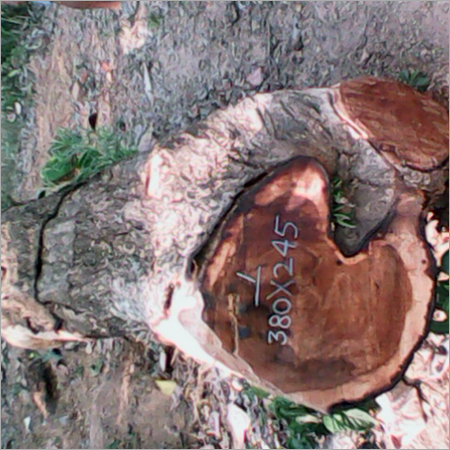 Ghana Teak Wood Timber